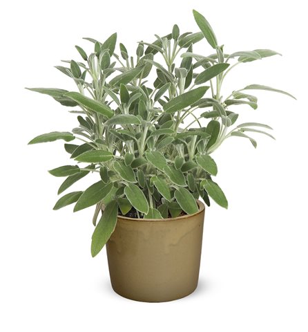 Šalvěj lékařská - Salvia officinalis hybrida