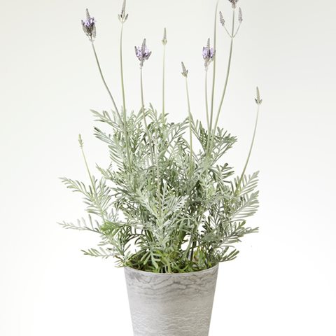 Levandule kanárská - Lavandula canariensis