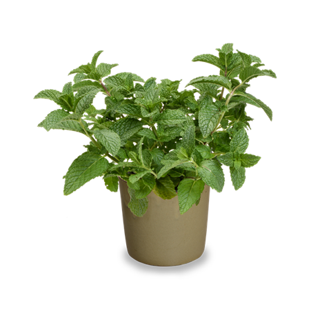 Máta - Mentha villosa