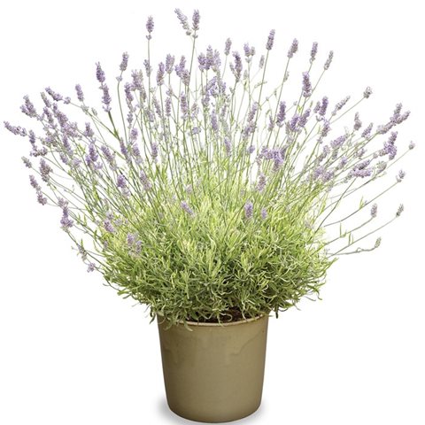 Levandule lékařská - Lavandula angustifolia