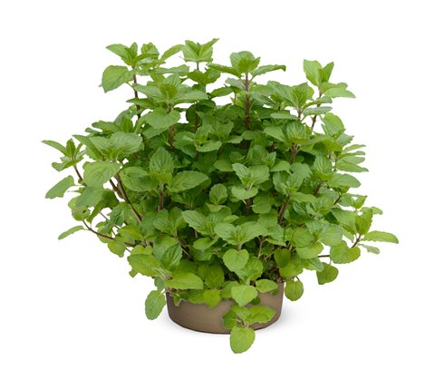 Máta peprná - Mentha piperita