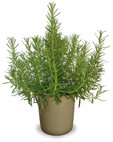 Rozmarýn lékařský - Rosmarinus officinalis
