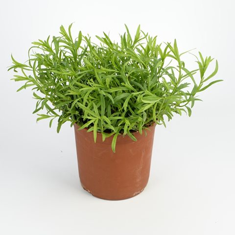 Pelyněk estragon - Artemisia dracunculus