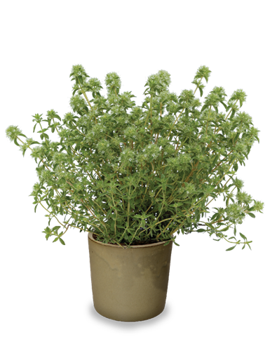 Tymián - Thymus mastichina