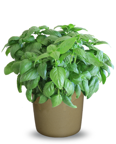 Bazalka vytrvalá - Ocimum basilicum
