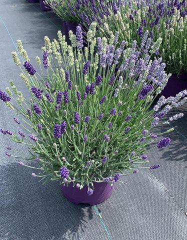 Levandule - Lavandula angustifolia