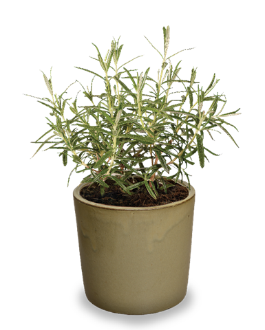 Rozmarýn lékařský - Rosmarinus officinalis