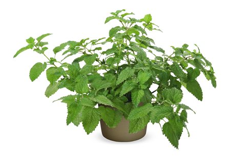 Meduňka lékařská - Melissa officinalis