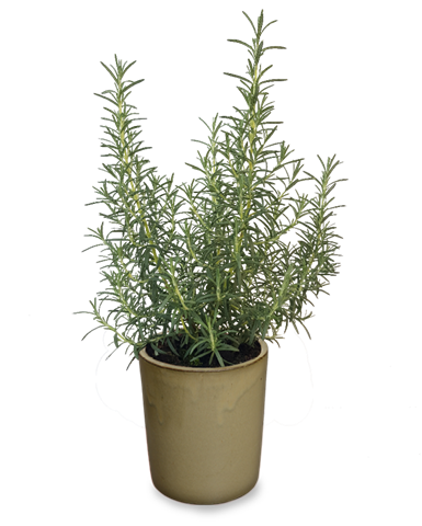 Rozmarýn lékařský - Rosmarinus officinalis