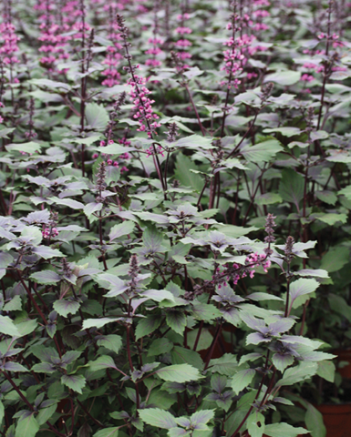 Bazalka vytrvalá - Ocimum herbalea