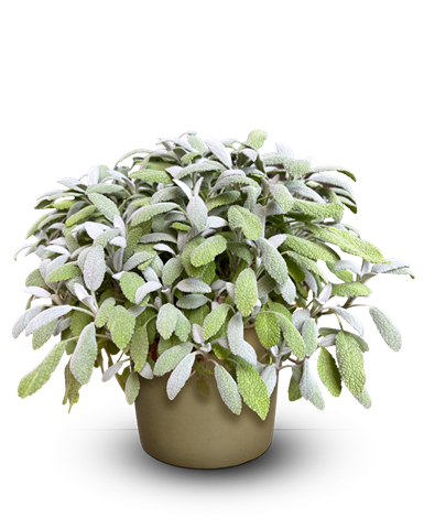 Šalvěj lékařská - Salvia officinalis