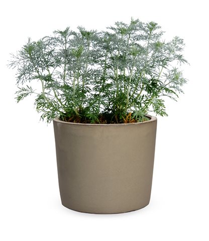 Pelyněk - Artemisia arborescens