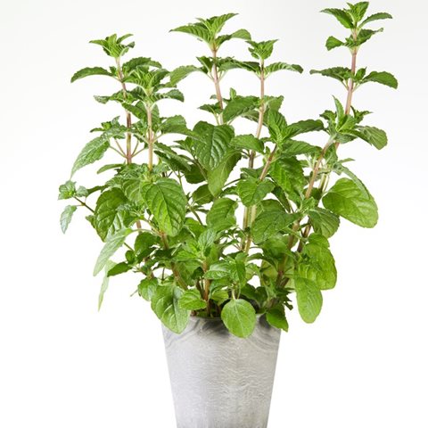 Máta  - Mentha spp.