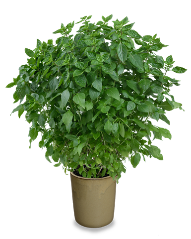 Bazalka vytrvalá - Ocimum basilicum