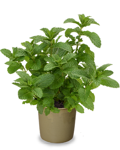 Máta klasnatá - Mentha spicata