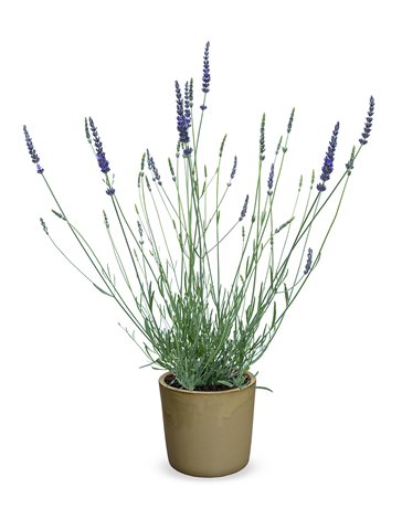 Levandule prostřední - Lavandula intermedia