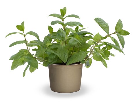 Máta klasnatá - Mentha spicata