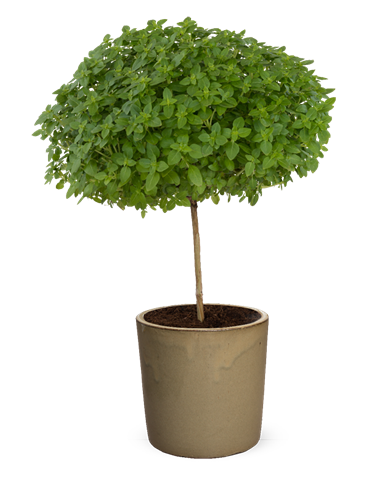 Bazalka na kmínku  - Ocimum basilicum