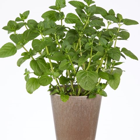 Máta peprná - Mentha piperita citrata