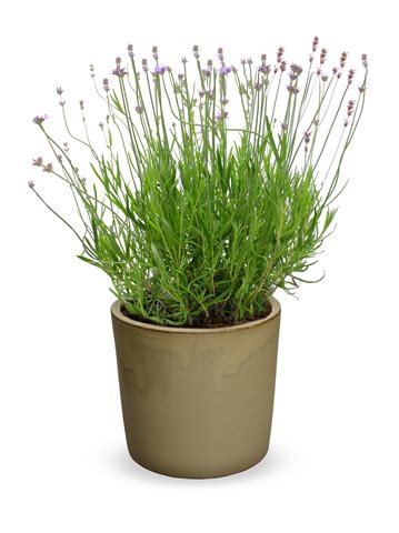 Levandule lékařská - Lavandula angustifolia