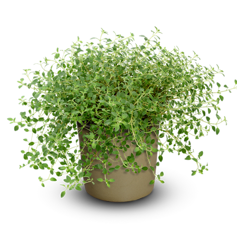 Horská máta - Ziziphora clinopodioides