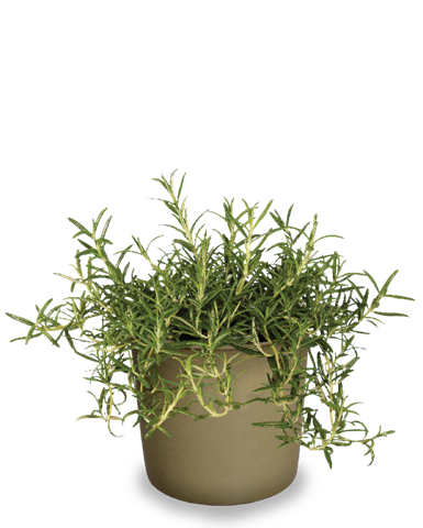 Rozmarýn lékařský - Rosmarinus officinalis