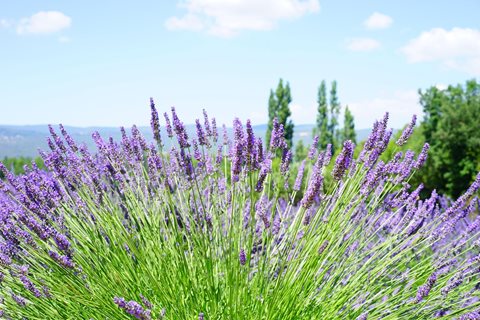 Levandule prostřední - Lavandula intermedia