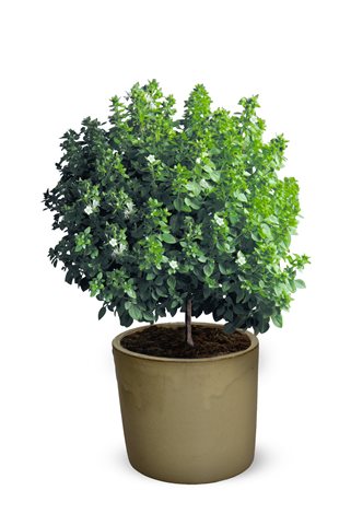 Bazalka na kmínku - Ocimum minimum